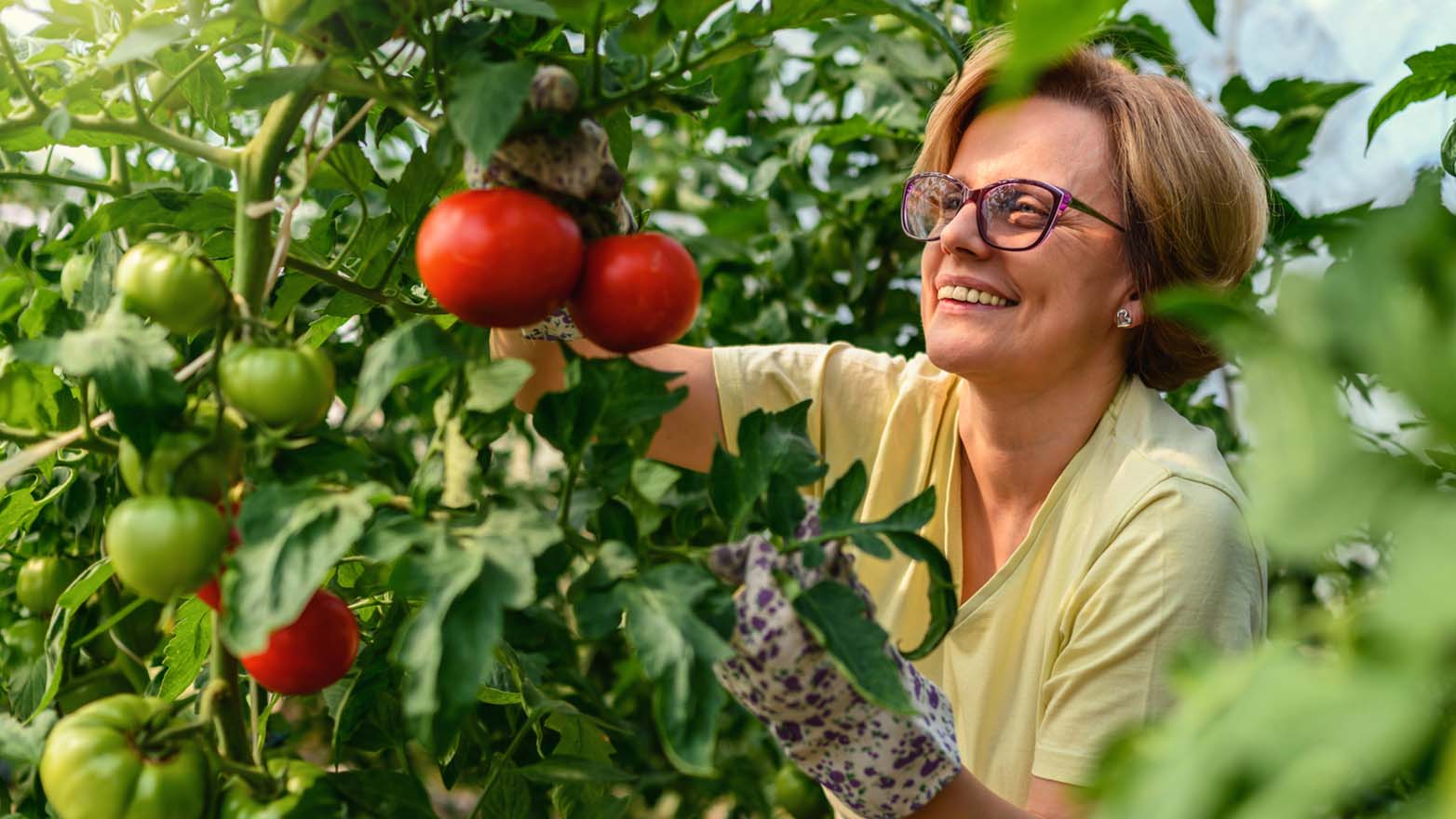 A person wearing gardening gloves harvests ripe tomatoes from a leafy tomato plant.