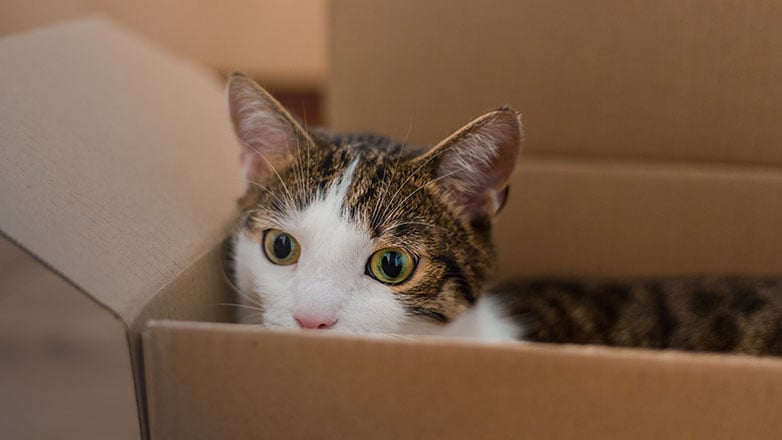Family cat playing in a moving box.