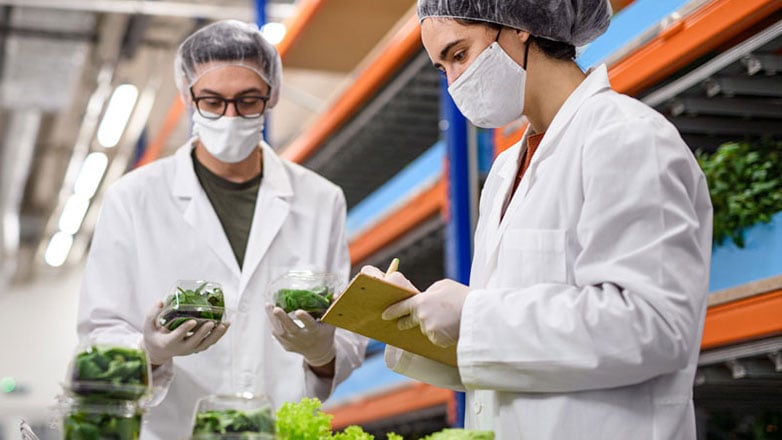 Produce checkers examine the quality of the lettuce they are preparing to send out.