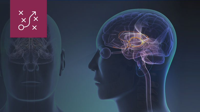 brain limbic system